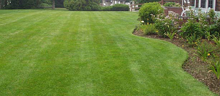 Our many services include lawn care